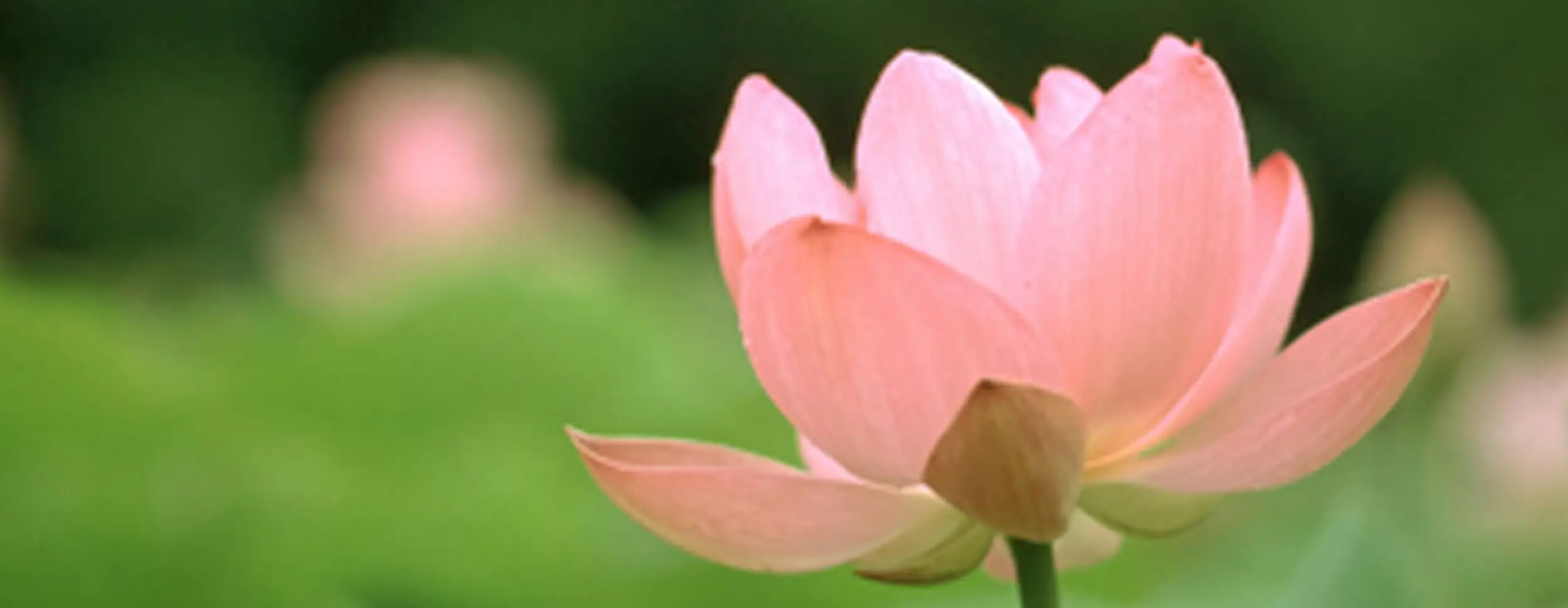 Τι είναι τα Ανθοϊάματα Μπαχ και πως Βοηθούν τον Οργανισμό; - Dvcare