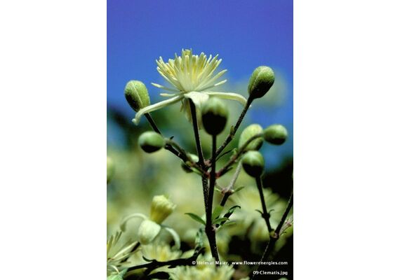 Ainsworths Ανθοΐαμα Bach Clematis 10ml - Ανθοϊάματα Μπαχ στο Dvcare