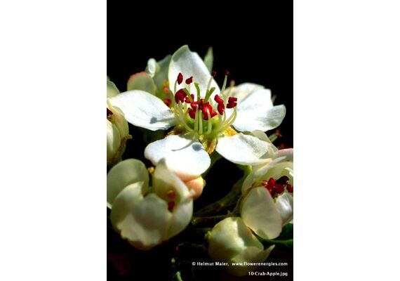 Ainsworths Ανθοΐαμα Bach Crab Apple 10ml - Ανθοϊάματα Μπαχ στο Dvcare