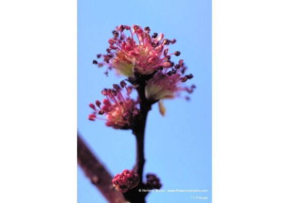 Ainsworths Ανθοΐαμα Bach Elm για Πίστη στις Δυνάμεις σου 10ml - Ανθοϊάματα Μπαχ στο Dvcare