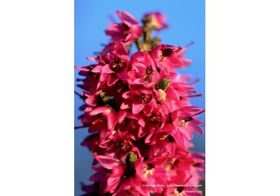 Ainsworths Ανθοΐαμα Bach Heather 10ml - Ανθοϊάματα Μπαχ στο Dvcare