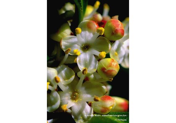 Ainsworths Ανθοΐαμα Bach Holly 10ml - Ανθοϊάματα Μπαχ στο Dvcare