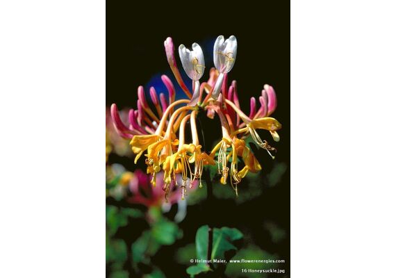 Ainsworths Ανθοΐαμα Bach Honeysuckle 10ml - Ανθοϊάματα Μπαχ στο Dvcare