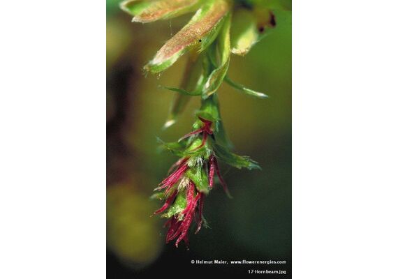 Ainsworths Ανθοΐαμα Bach Hornbeam για Ψυχική & Σωματική Δύναμη 10ml - Ανθοϊάματα Μπαχ στο Dvcare