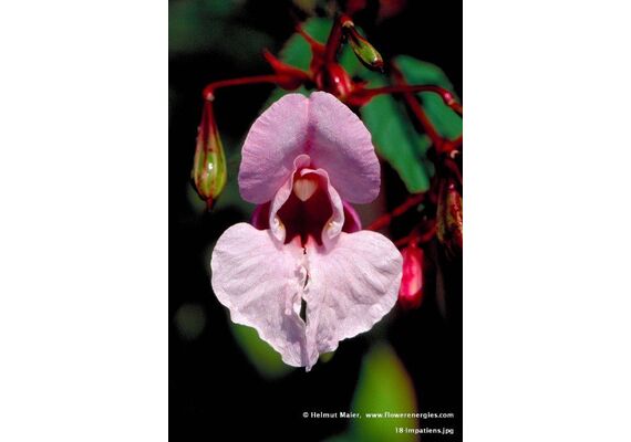 Ainsworths Ανθοΐαμα Bach Impatiens για Υπομονή & Συγχώρηση 10ml - Ανθοϊάματα Μπαχ στο Dvcare