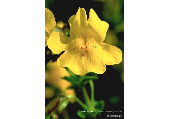 Ainsworths Ανθοΐαμα Bach Mimulus για Τόλμη & Γενναιότητα 10ml - Ανθοϊάματα Μπαχ στο Dvcare