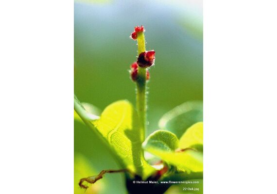 Ainsworths Ανθοΐαμα Bach Oak 10ml - Ανθοϊάματα Μπαχ στο Dvcare