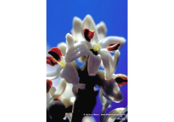 Ainsworths Ανθοΐαμα Bach Olive για Πνευματική - Σωματική & Ψυχική Ισορροπία 10ml - Ανθοϊάματα Μπαχ στο Dvcare