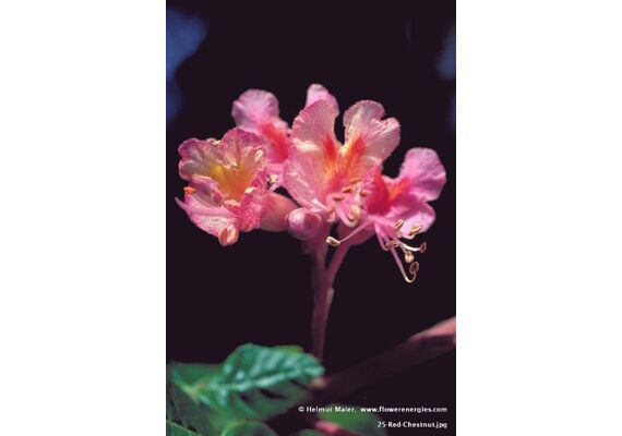 Ainsworths Ανθοΐαμα Bach Red Chestnut 10ml - Ανθοϊάματα Μπαχ στο Dvcare