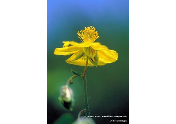 Ainsworths Ανθοΐαμα Bach Rock Rose 10ml - Ανθοϊάματα Μπαχ στο Dvcare