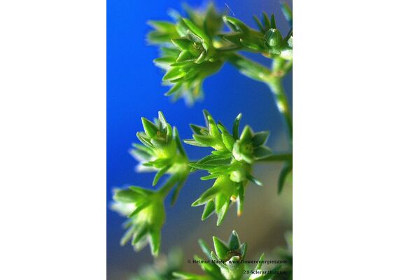 Ainsworths Ανθοΐαμα Bach Scleranthus για Αποφασιστικότητα 10ml - Ανθοϊάματα Μπαχ στο Dvcare