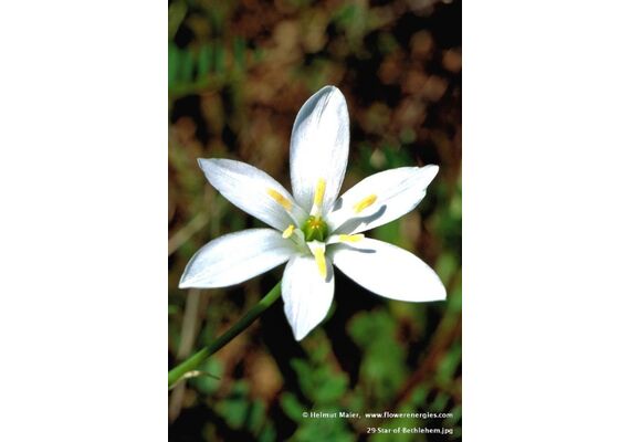 Ainsworths Ανθοΐαμα Bach Star of Bethlehem 10ml - Ανθοϊάματα Μπαχ στο Dvcare