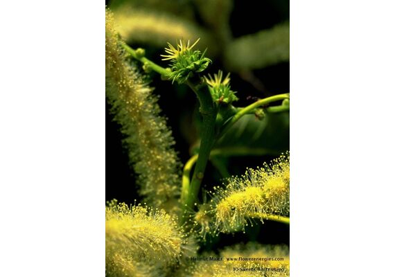 Ainsworths Ανθοΐαμα Bach Sweet Chestnut 10ml - Ανθοϊάματα Μπαχ στο Dvcare