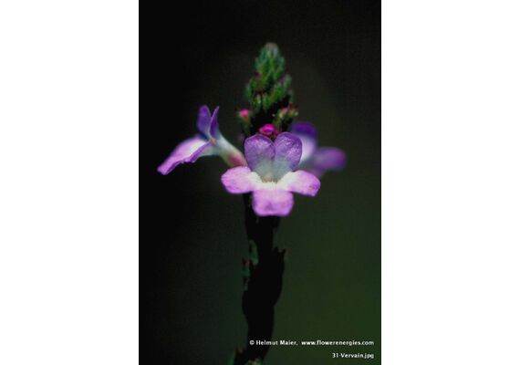 Ainsworths Ανθοΐαμα Bach Vervain 10ml - Ανθοϊάματα Μπαχ στο Dvcare