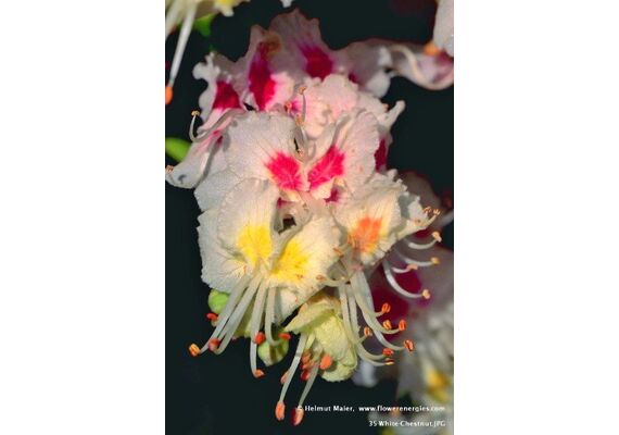 Ainsworths Ανθοΐαμα Bach White Chestnut για Ηρεμία & Διαύγεια 10ml - Ανθοϊάματα Μπαχ στο Dvcare