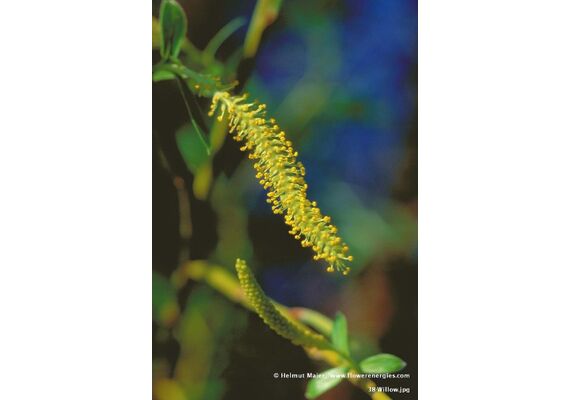 Ainsworths Ανθοΐαμα Bach Willow 10ml - Ανθοϊάματα Μπαχ στο Dvcare