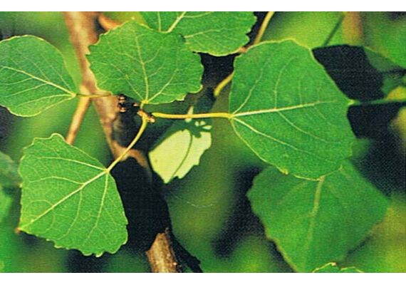 Ainsworths Ανθοΐαμα Bach Aspen για Αισιοδοξία & Εμπιστοσύνη 10ml - Ανθοϊάματα Μπαχ στο Dvcare