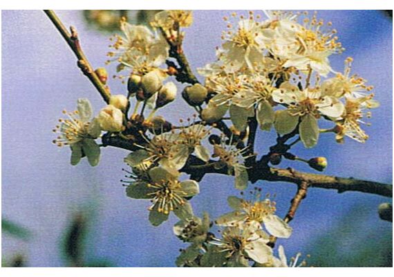 Ainsworths Ανθοΐαμα Bach Cherry Plum για Αυτοέλεγχο 10ml - Ανθοϊάματα Μπαχ στο Dvcare