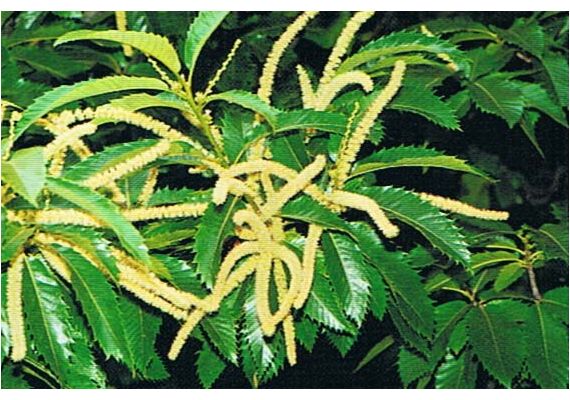 Ainsworths Ανθοΐαμα Bach Chestnut Bud 10ml - Ανθοϊάματα Μπαχ στο Dvcare