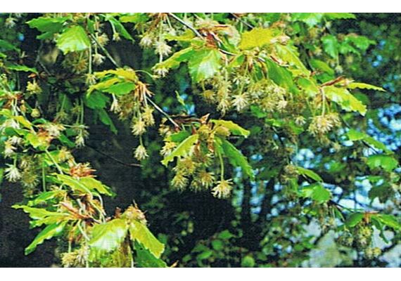 Ainsworths Ανθοΐαμα Bach Beech 10ml - Ανθοϊάματα Μπαχ στο Dvcare