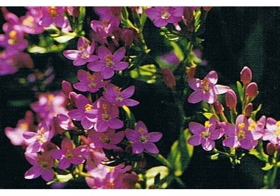 Ainsworths Ανθοΐαμα Bach Centaury 10ml - Ανθοϊάματα Μπαχ στο Dvcare