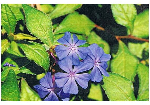 Ainsworths Ανθοΐαμα Bach Cerato για Ανεξαρτησία & Εμπιστοσύνη του Ενστίκτου 10ml - Ανθοϊάματα Μπαχ στο Dvcare