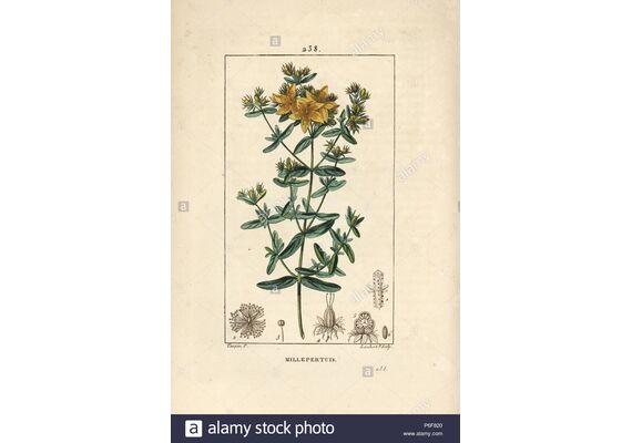 Lamberts St John'S Wort 1700Mg 120Tabs - Συμπληρώματα Διατροφής στο Dvcare